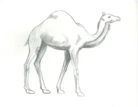 camel
