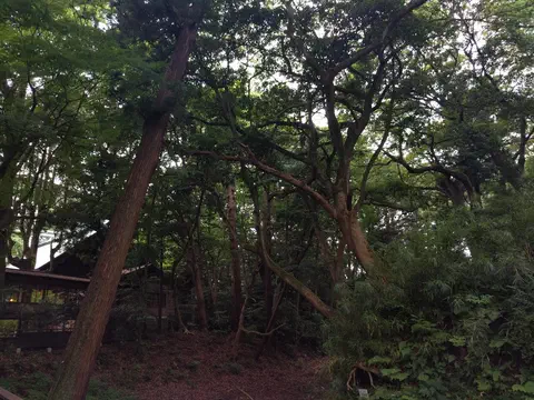 dense forest