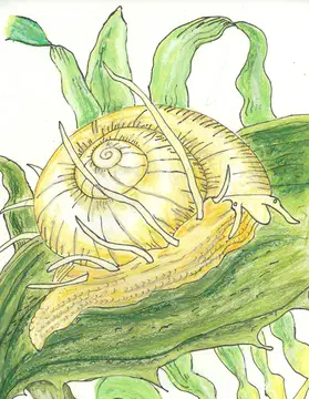 gastropod