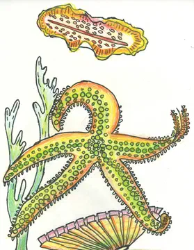patricius star