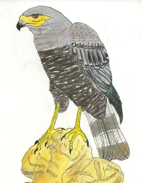 perched hawk