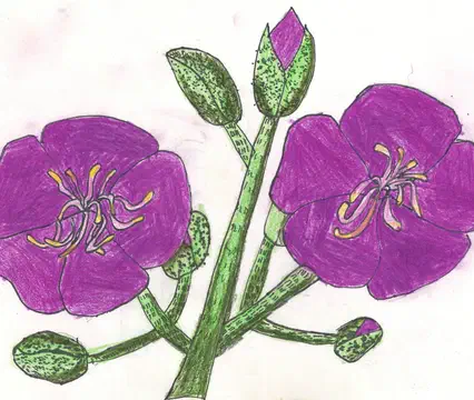 petunia