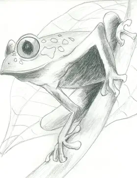treefrog